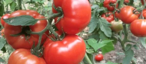 Türkiye ve Rusya Arasındaki Domates Ticareti