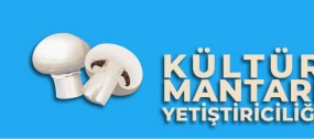 Kültür Mantarı Yetiştiriciliği Nasıl Yapılır?